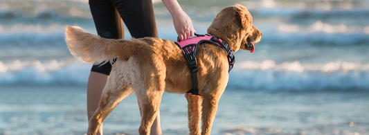A dog in pink harness