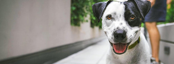 What Colors Do Dogs See: Understanding Dog Vision