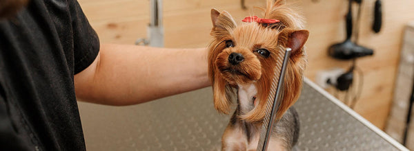 Things To Prepare For Dog Grooming