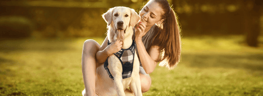 A smiling dog in a harness stand with a woman