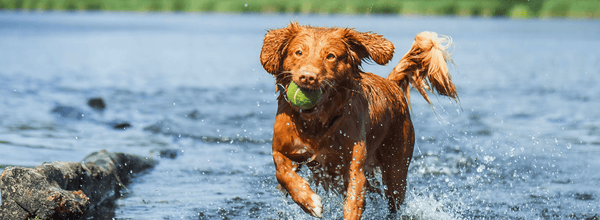 Why Do Dogs Lick Their Paws?