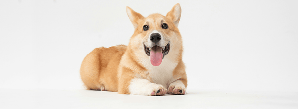 The Newest List of Most Popular Girls' Dog Names in 2024