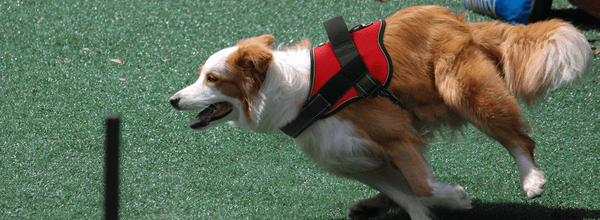 8 Things You Need For Service Dog Training