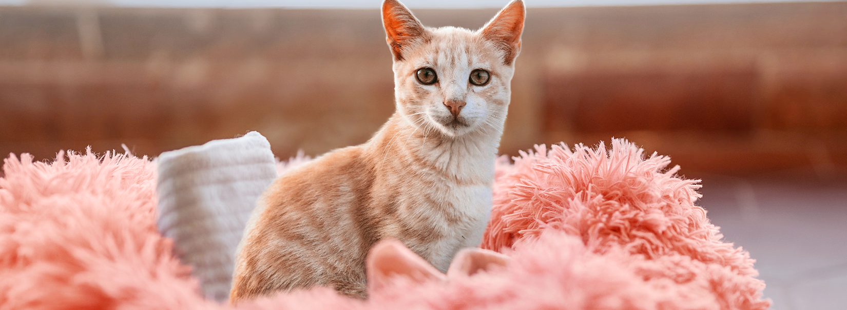 Kitten Mattress: Choose with Rabbitgoo