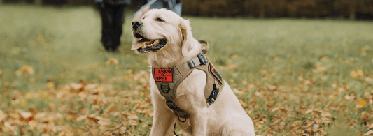 Unveiling the Advantages of Utilizing a Tactical Dog Harness - Rabbitgoo