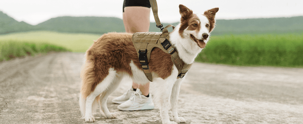 The Newest List of Most Popular Boys Dog Names in 2024