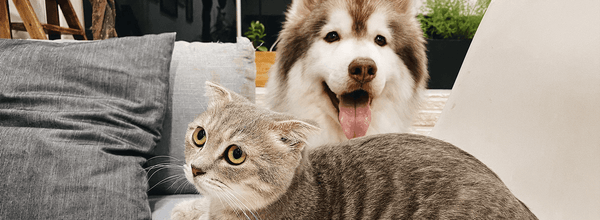 How To Introduce A Cat To A Dog: Stress-Free Encounter