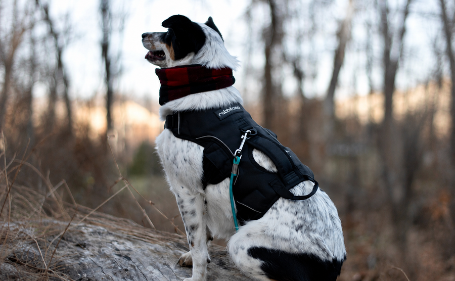 Dog Escape-Risk Checklist Before the First Walk