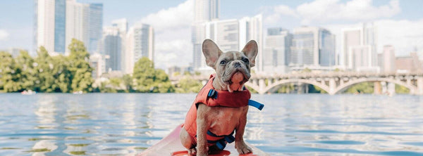 French Bulldog: A symbol of loyalty and strength