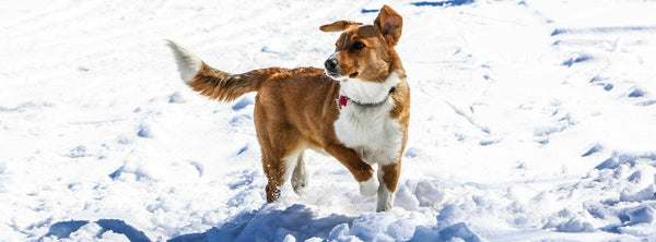 5 Caring Tips For Your Dogs in Winter