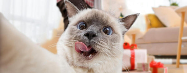 Cats Like Dogs: Things About Ragdoll Cats