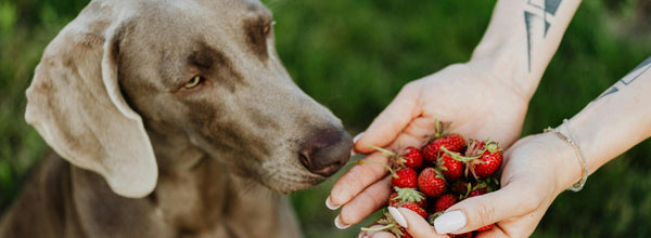 3 Types of Berries Dogs Can Eat