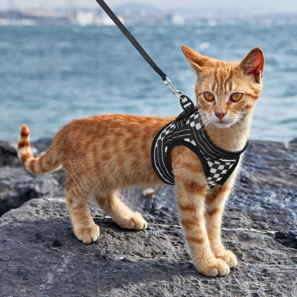10ft rope dog leash Ten Foot Leash main image 0