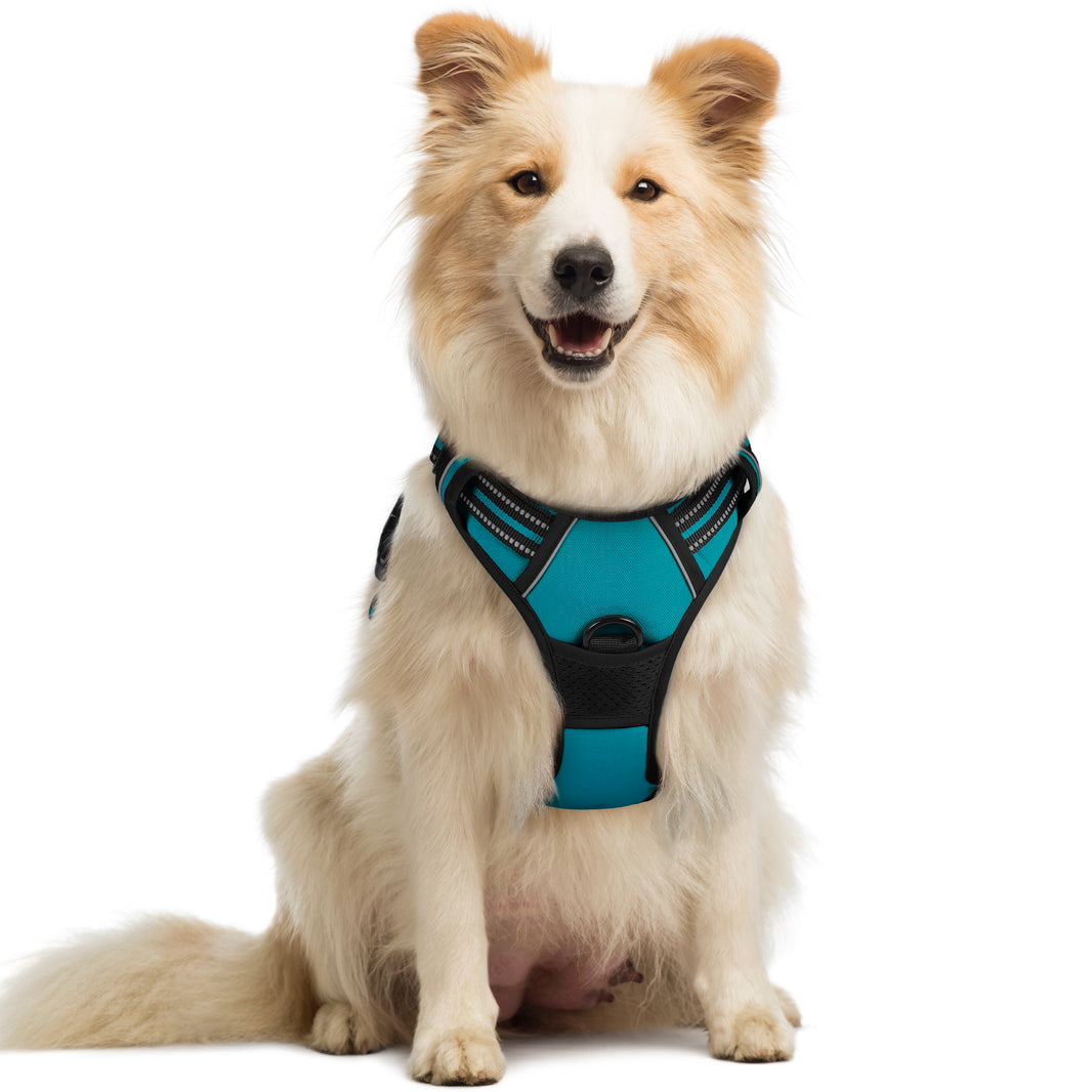 Classic Fit No Pull Dog Harness - Teal