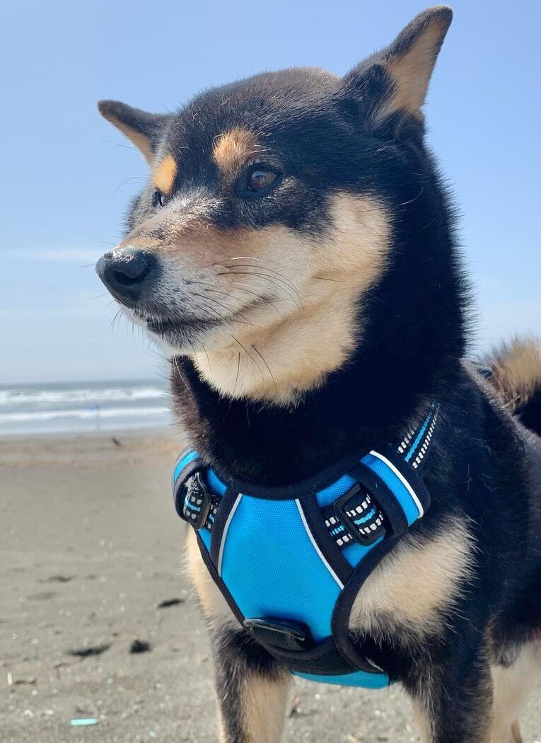 Classic Fit No Pull Dog Harness - Blue