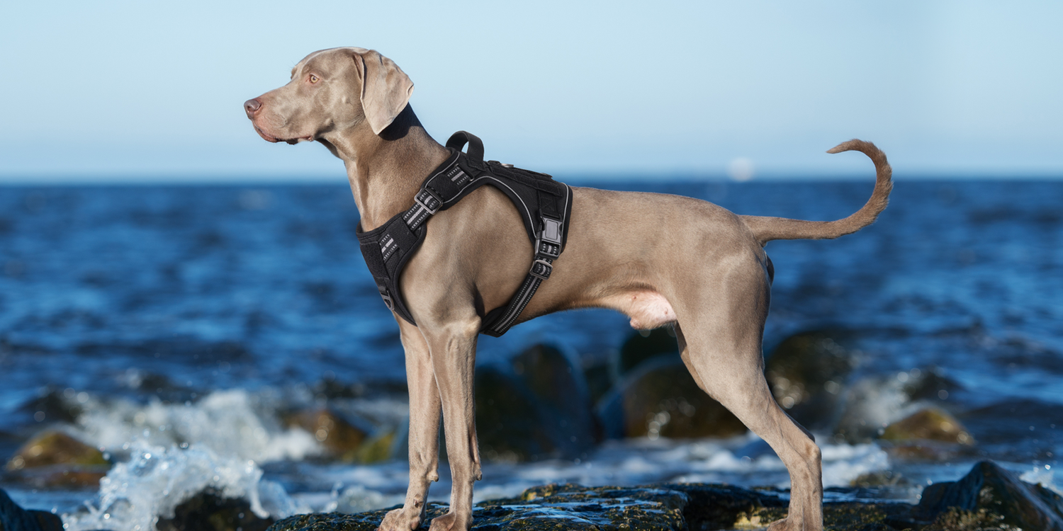 A dog in a black Rabbitgoo tactical dog harness