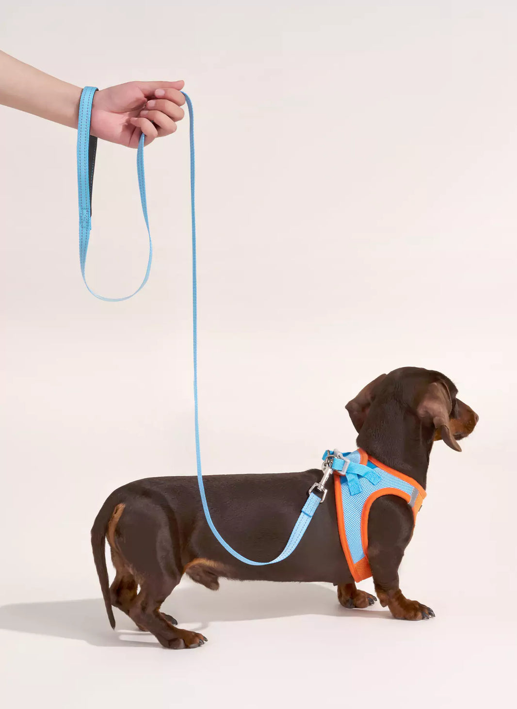 Minifit Small Dog Harness and Leash Set - Blue & Orange