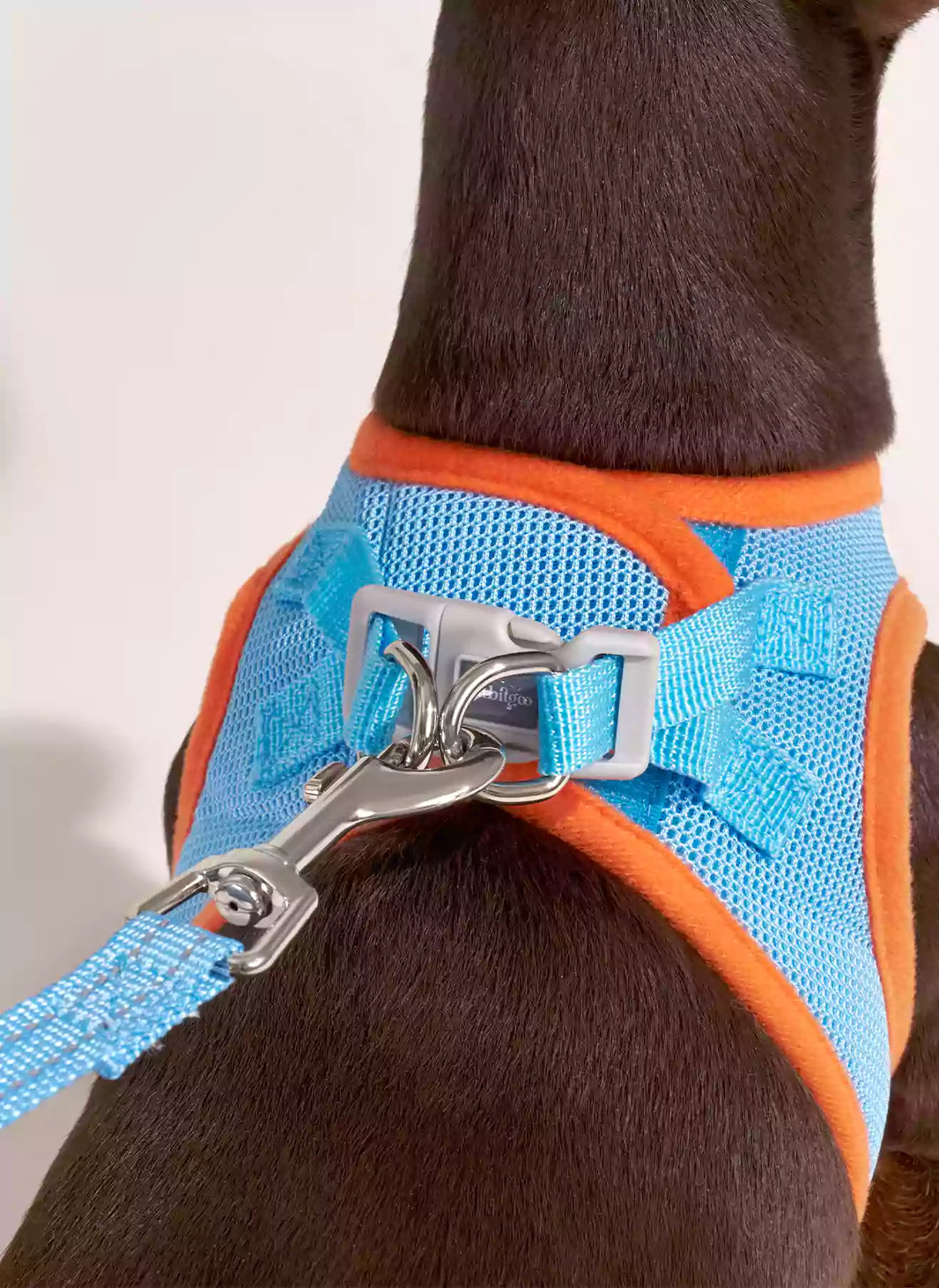 Minifit Small Dog Harness and Leash Set - Blue & Orange
