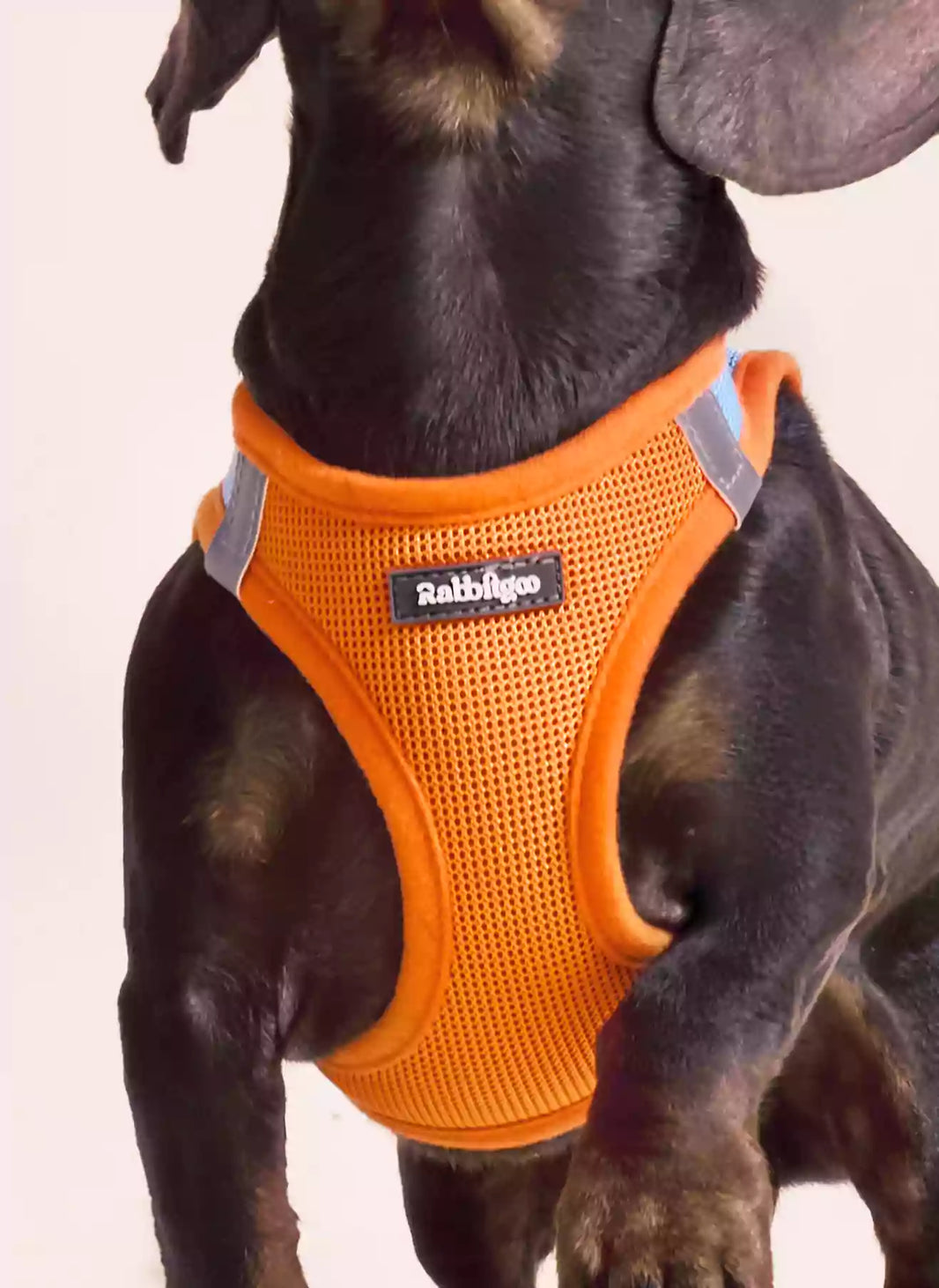 Minifit Small Dog Harness and Leash Set - Blue & Orange