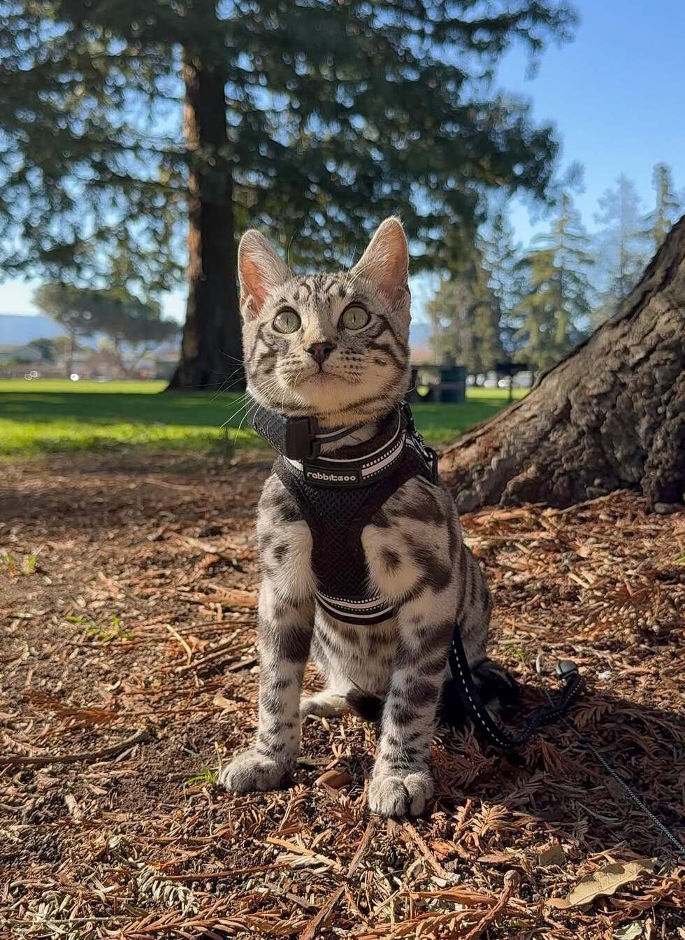 Rabbitgoo Escape Proof Cat Harness and Leash Set - Black