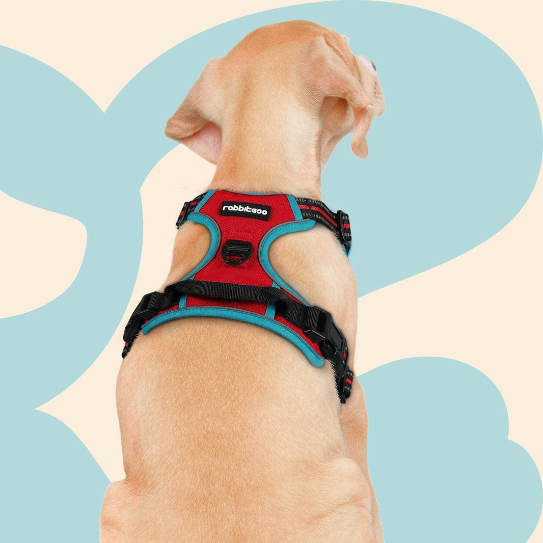 ColorPop Fit No Pull Dog Harness - Red & Teal