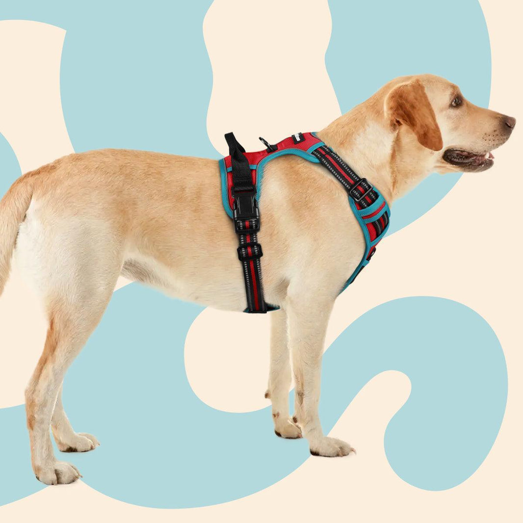 ColorPop Fit No Pull Dog Harness - Red & Teal