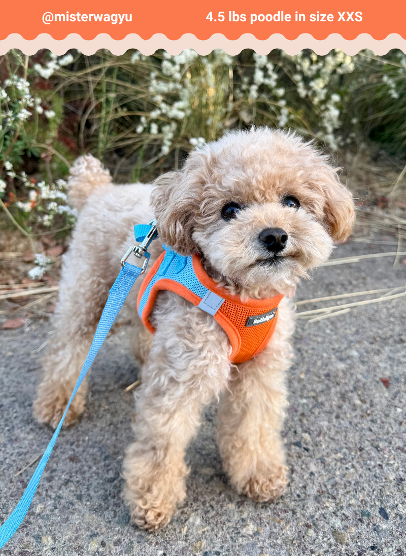 Minifit Small Dog Harness and Leash Set - Blue & Orange