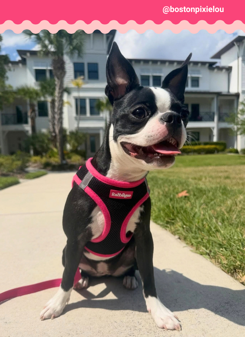 Minifit Small Dog Harness and Leash Set - Black & Rose Red