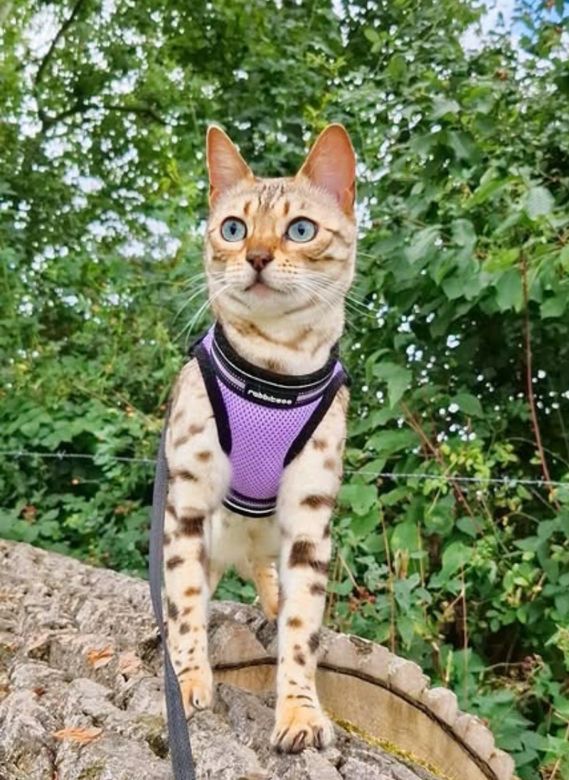 Rabbitgoo Escape Proof Cat Harness and Leash Set - Light Purple