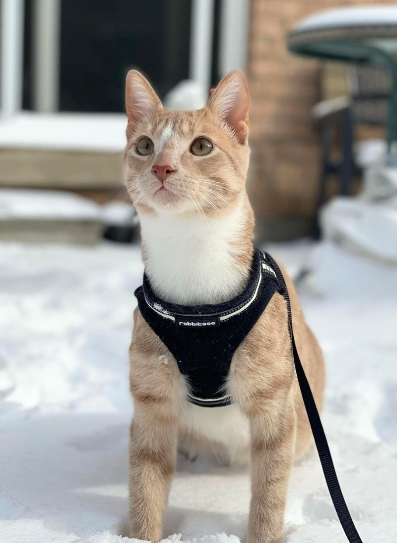 Rabbitgoo Escape Proof Cat Harness and Leash Set - Black