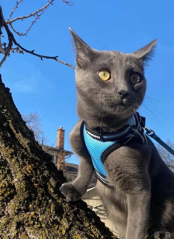 Rabbitgoo Escape Proof Cat Harness and Leash Set - Light Blue
