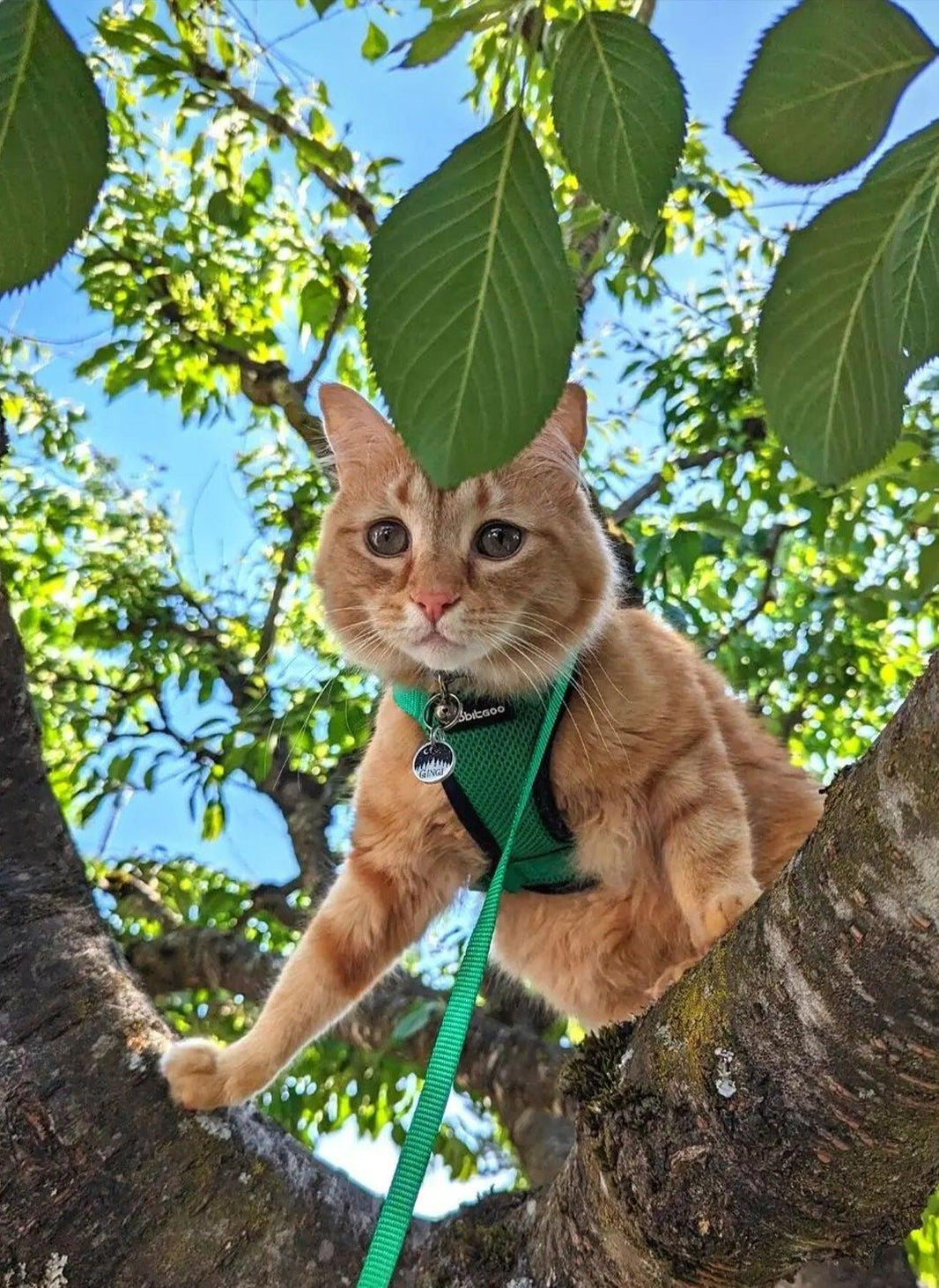 Rabbitgoo Classic Adjustable Cat Harness and Leash Set - Grass Green