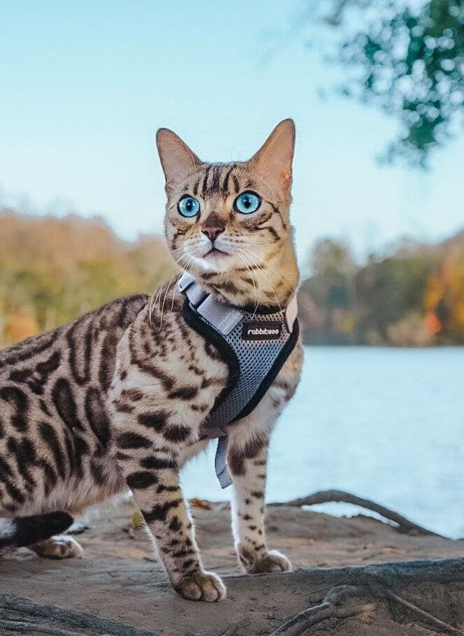 Rabbitgoo Classic Adjustable Cat Harness and Leash Set - Grey