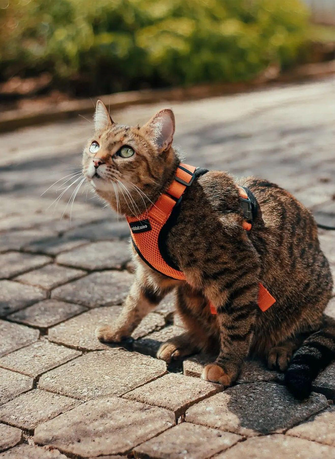 Rabbitgoo Classic Adjustable Cat Harness and Leash Set - Orange
