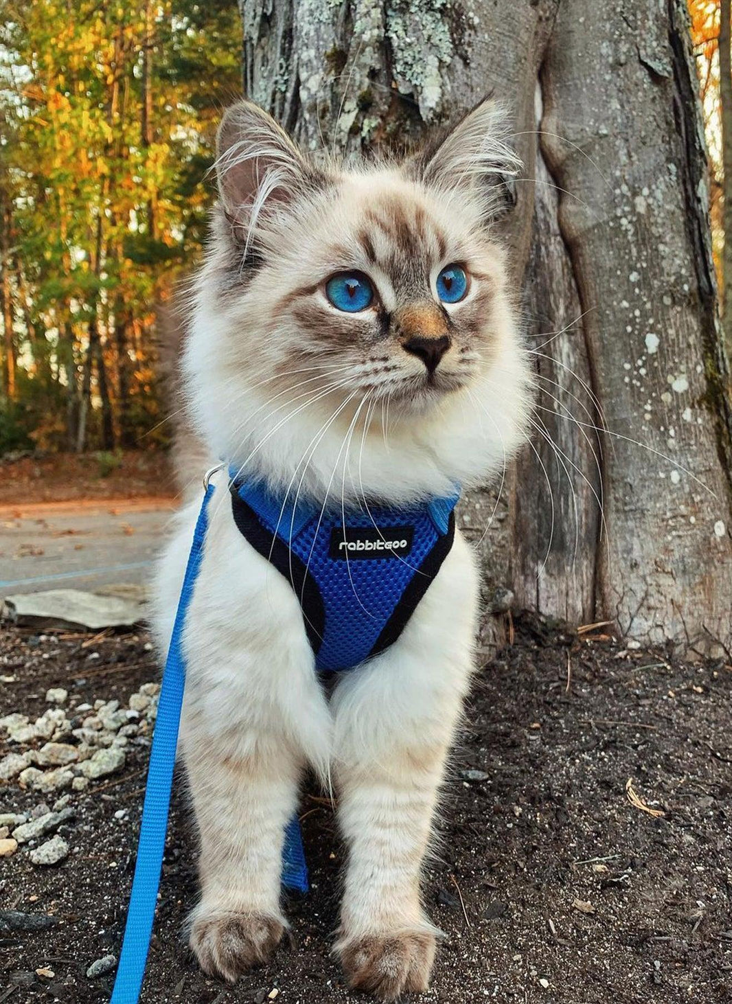 Rabbitgoo Classic Adjustable Cat Harness and Leash Set - Navy Blue