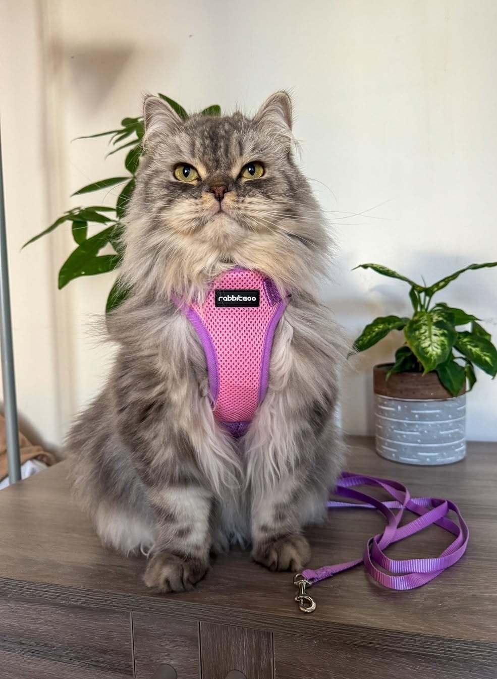 Rabbitgoo Fusion Adjustable cat harness and leash set - Pink & Purple