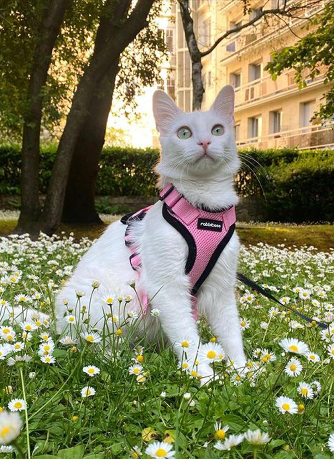 Rabbitgoo Classic Adjustable Cat Harness and Leash Set - Pink