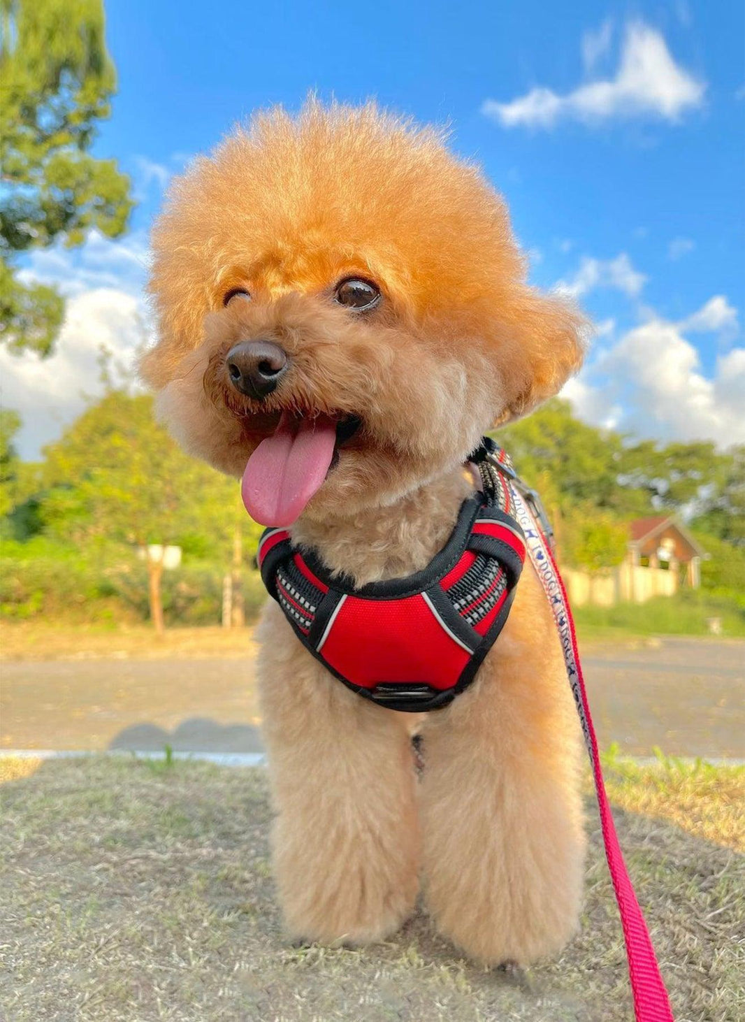 Classic Fit No Pull Dog Harness - Red