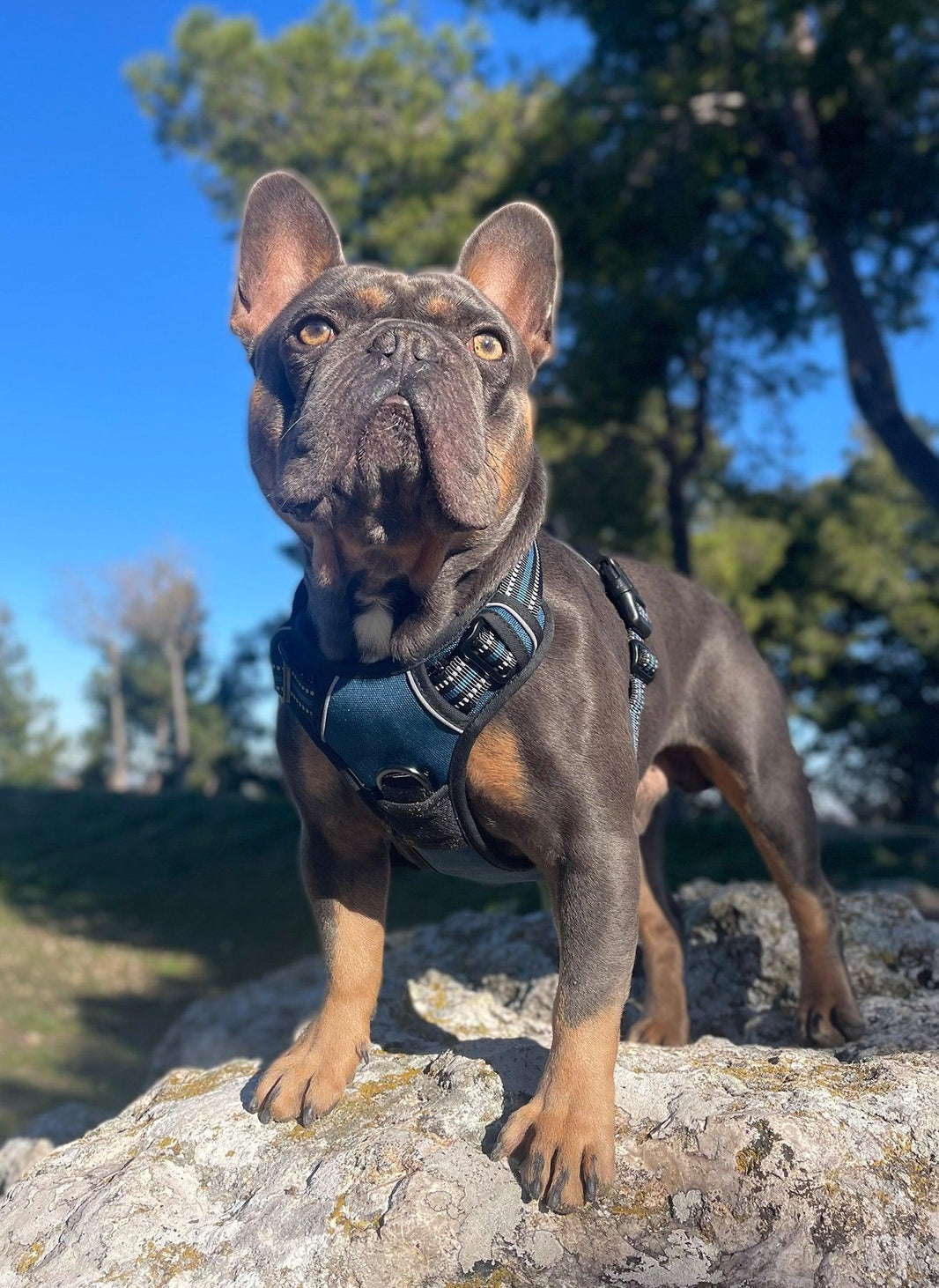 Classic Fit No Pull Dog Harness - Blue Coral