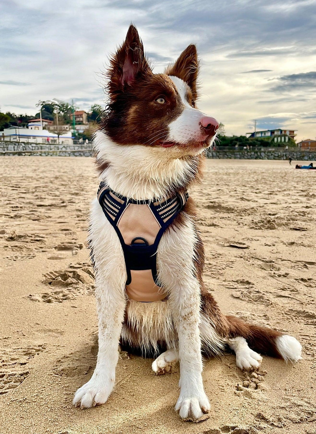 Classic Fit No Pull Dog Harness - Beige