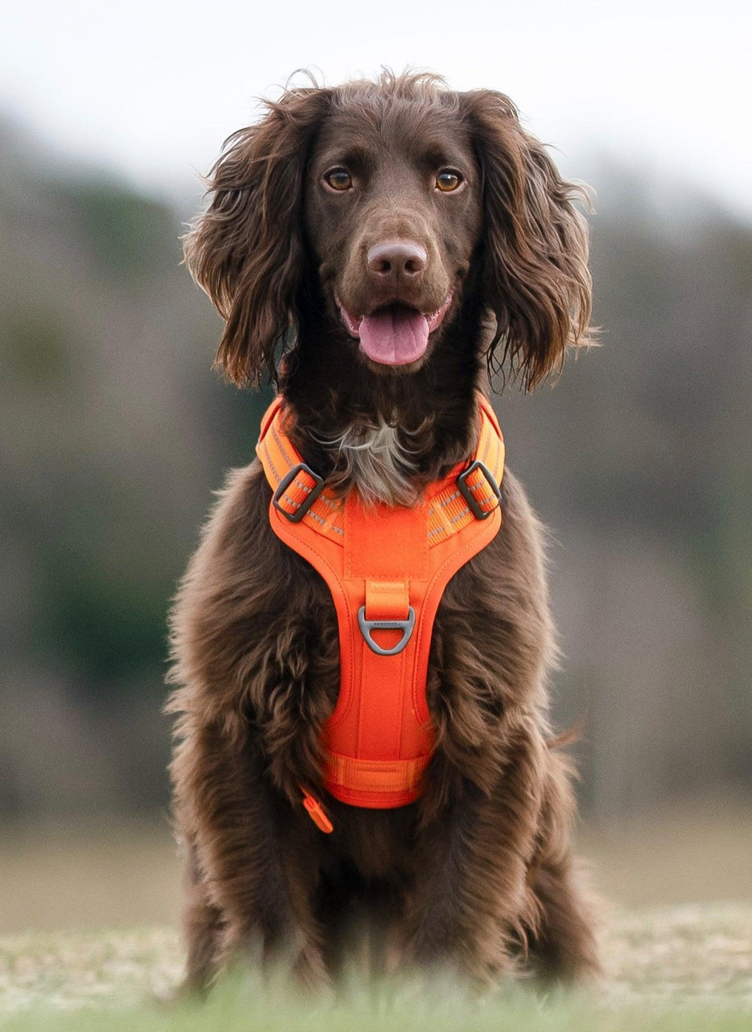 ColorPop Escape Proof Tactical Dog Harness - Orange