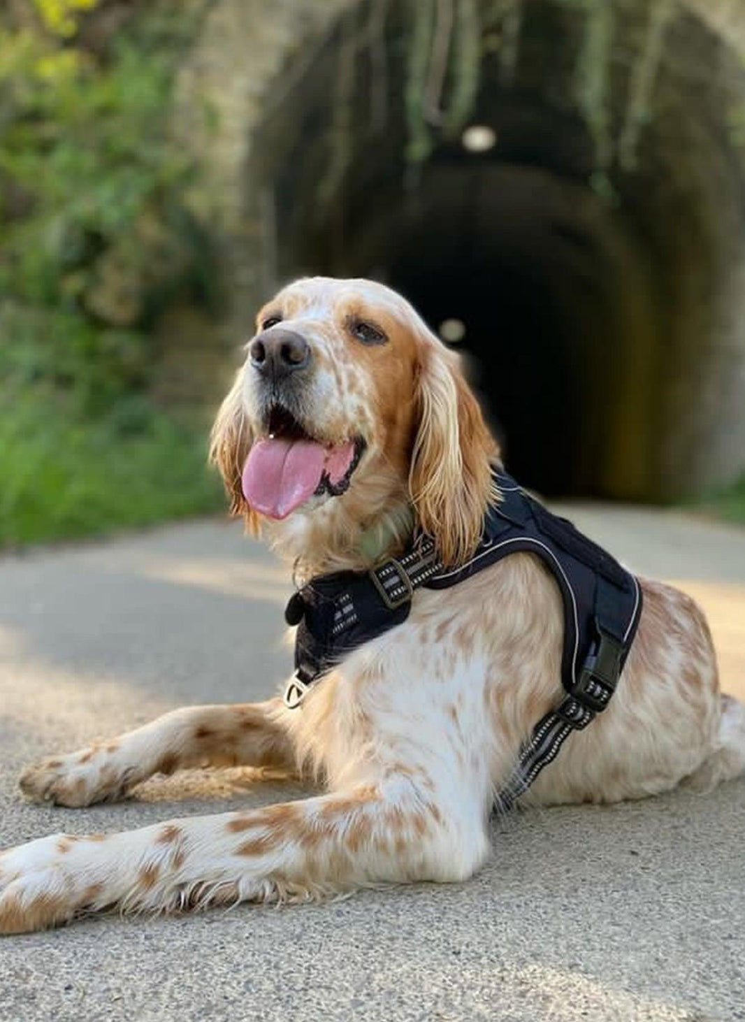 Solid Escape Proof Tactical Dog Vest Harness - Black