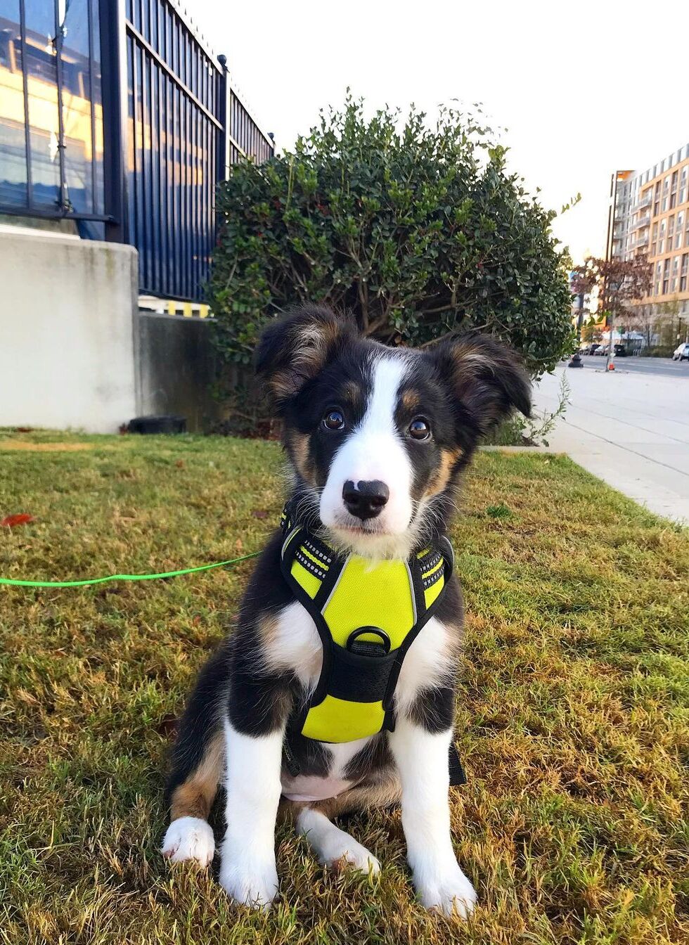 Classic Fit No Pull Dog Harness - Wild Lime