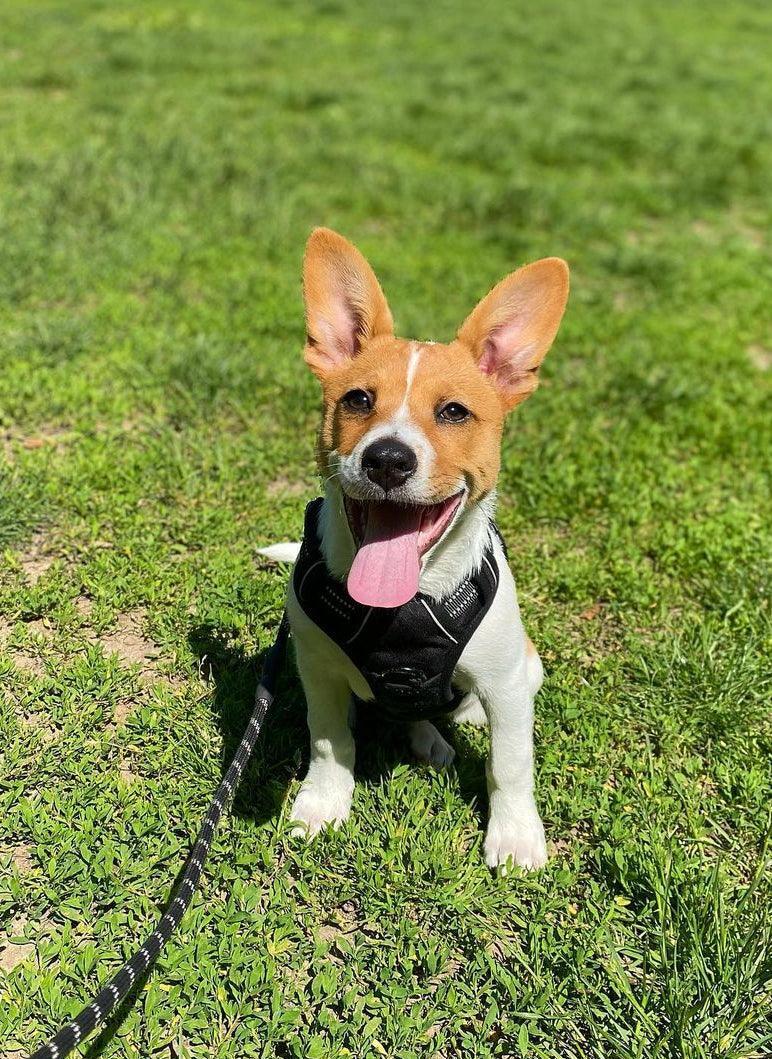 No Pull Dog Harness and Leash Set - Black / S