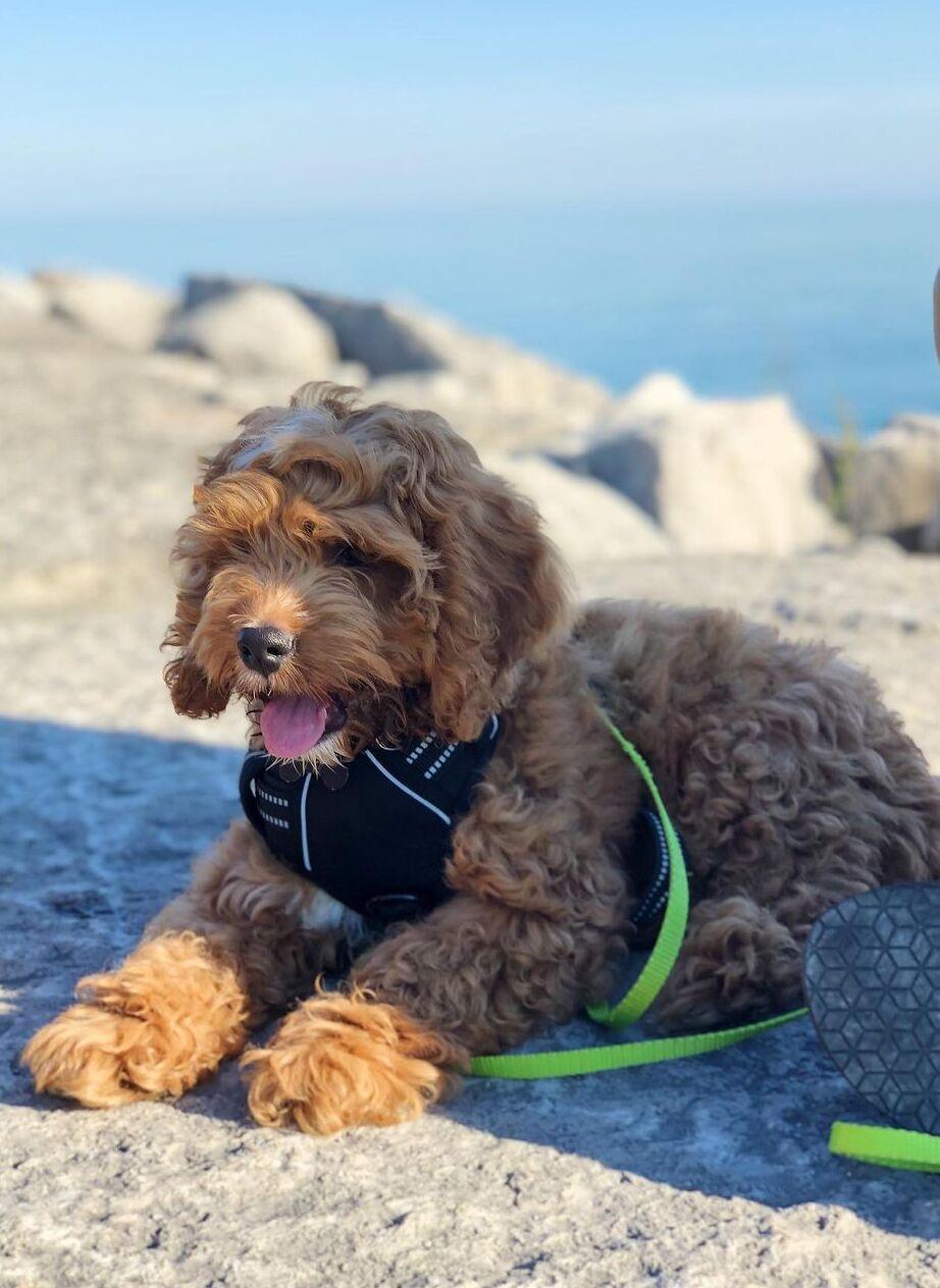 Classic Fit No Pull Dog Harness - Black