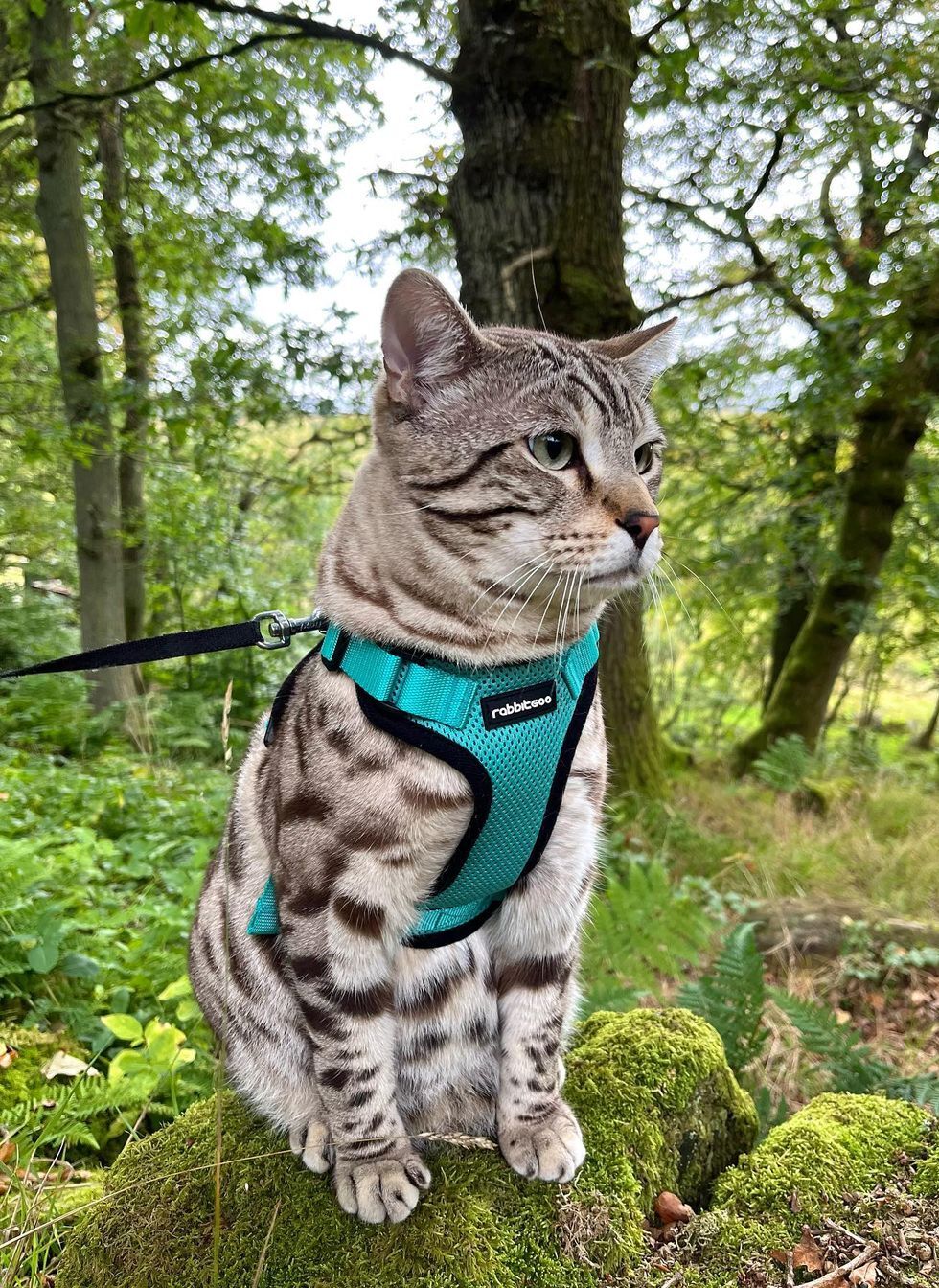 Rabbitgoo Classic Adjustable Cat Harness and Leash Set - Emerald