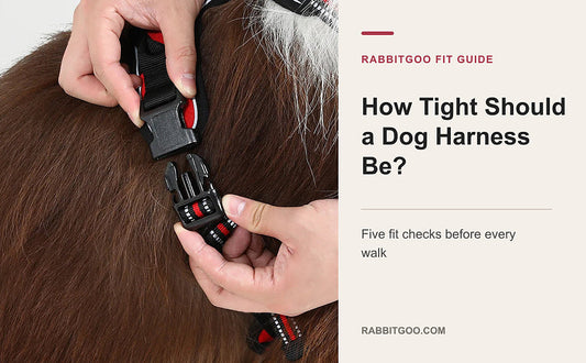 How Tight Should a Dog Harness Be? 5 Fit Checks