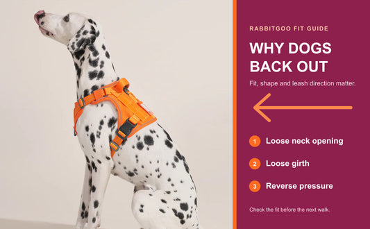 Dalmatian wearing an orange Rabbitgoo Stay Guard harness beside reasons dogs back out of harnesses