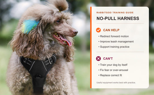 Poodle wearing a black Rabbitgoo no-pull harness with a guide to what no-pull harnesses can and cannot do