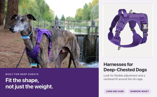 Brindle Greyhound wearing a purple Rabbitgoo Stay Guard harness beside the same harness product image.
